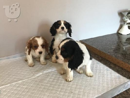 King Charles Cavalier Pups